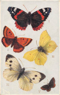 ANIMAUX - PAPILLON - CARTE DESSINEE, ILLUSTRATEUR  - "BRITISH BUTTERFLIES" - Papillons