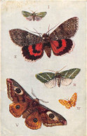 ANIMAUX - PAPILLON - CARTE DESSINEE, ILLUSTRATEUR  - "BRITISH MOTHS" - Papillons