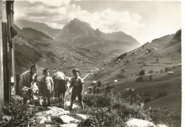 St Johaan  Schafberg - St. Johann Im Pongau