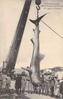 FRANCE - Nouvelle-Calédonie - Colonies Françaises - Un Requin à Nouméa - Carte Postale Ancienne - Nouvelle Calédonie