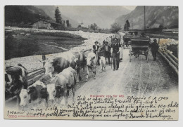 Heimkehr Von Der Alp - Retour Du Bétail, Kühe , Vaches, édit. Zürich, Circulé  Voyagé En , Viaggiata, Gelaufen 1904 G828 - Laufen-Uhwiesen 