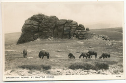 Dartmoor Ponies At Haytor Rocks - Dartmoor