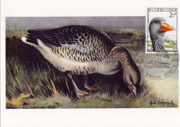 Belgique Belgien Belgium 1972: Grauwe Gans - Oie Cendrée - Greylag Goose (Anser Anser) Carte Maximum Michel-N° 1706 - Gansos