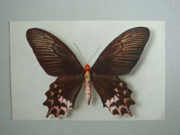 Papilio Semperi  Comité National De L'enfance De Lacaunau De Mios à René Coty Elysée 1958. - Papillons