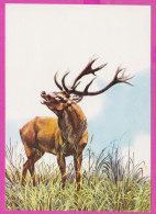 291777 / Bulgaria Illustrator Art Georgi Gadelev - Animal Red Deer (Cervus Elaphus) Cerf Elaphe Rothirsch 1984 Bulgarie - Colecciones Y Lotes