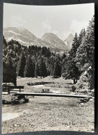 Obertoggenburg. Alpli Mit Churfirsten Foto-Müller, Wildhaus - Wil