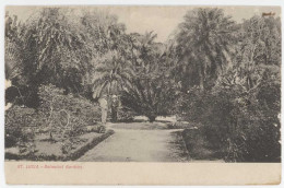 Cpa Antilles, Sainte Lucie - St Lucia - Botanical Gardens - Santa Lucia