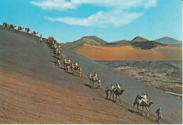 (CANA1989) LANZAROTE. CARAVANA DE CAMELLOS . CHAMEAUX. CAMELS ... UNUSED - Lanzarote