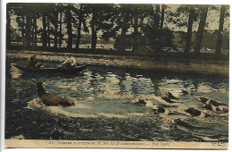 CHASSE A COURRE En Forêt De Fontainebleau - Bat L'eau - Chasse