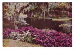 UNITED STATES // CHARLESTON // MIDDLETON GARDENS // AZALEAS AND LIVE OAKS OVERLOOKING RICE MILL LAKE - Charleston