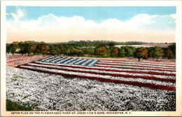 New York Rochester Aster Flag On The Flower Seed Farm Of James Vick's Sons - Rochester