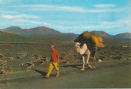 (CANA1992) LANZAROTE. CAMELLO EN LA GERIA. CHAMEAUX . CAMEL - Lanzarote