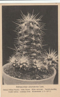 TH3206  --   CACTUS  --  ECHINOCEREUS CINERASCENS  --  MEXICO - Sukkulenten