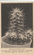 TH3206  --   CACTUS  --  ECHINOCEREUS CINERASCENS  --  MEXICO - Cactusses