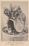 TH3215  --   CACTUS  -- - Cactusses