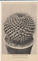 TH3220  --   CACTUS  -- - Cactussen