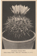 TH3223  --   CACTUS  -- - Cactus
