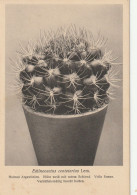 TH3225  --   CACTUS  -- - Sukkulenten