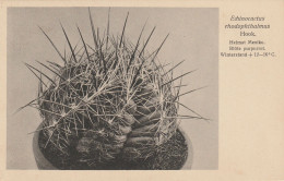 TH3229  --   CACTUS  -- - Cactusses