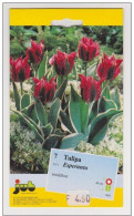 AKEO 77 Advertising Card Tulip Esperanto - Esperanto