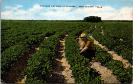 Texas Frio County Peanuts Growing At Pearsall - Abilene