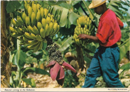 Bahamas - Antilles -    The  Fruit  Of The Tropics -  Banana  Cutting In The Bahamas - Bahamas
