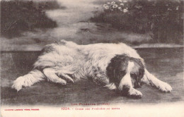 FRANCE - 66 - Chien Des Pyrénées Au Repos - Carte Postale Ancienne - Sonstige & Ohne Zuordnung