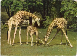 Animaux  -   Girafe Afrique - Parc Zoologique Et Menageres Paris - Giraffes