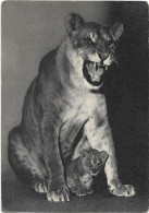 Animaux  - Tigresse  Et Son Petit - Parc Zoologique  Du Bois De Vincennes - Tigers