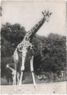 Animaux    -  Girafe  Soudan - Jirafas