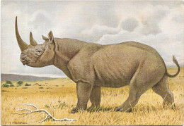 Animaux    -   Mammiferes - Ongules -  Rhinoceros D'afrique - Rhinocéros