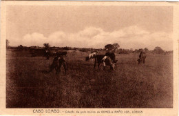 ANGOLA - CABO LONBO - Criação De Gado Bovino De Gomes E Irmão Ldª. - Angola