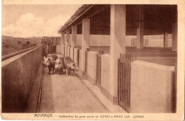 ANGOLA - MAIANCA - Instalação De Gado Suino De Gomes E Irmão - Angola