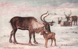 ANIMAUX - The Artic Regions - Reindeer - Oilette - Carte Postale Ancienne - Other & Unclassified