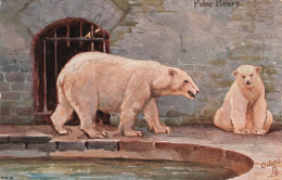 ANIMAUX - The Artic Regions - Polar Bears - Oilette - Carte Postale Ancienne - Other & Unclassified