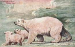 ANIMAUX - The Artic Regions - Polar Bear - Oilette - Carte Postale Ancienne - Other & Unclassified
