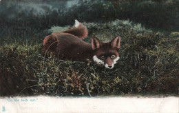 ANIMAUX - Renard - On The Look Out - Carte Postale Ancienne - Other & Unclassified