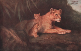 ANIMAUX - Lioness And Cubs - Lionne Et Ses Lionceaux - Carte Postale Ancienne - Other & Unclassified