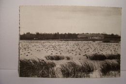 VILLARS-les-DOMBES    - Canards Sur L'Etang " Petit  Turlet "  Hiver 1965-1966   - ( Pas De Reflet Sur L'original ) - Villars-les-Dombes