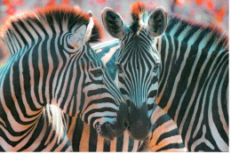 Carte Double IFAW Aider Les Animaux à Travers Le Monde - Zèbres - Ref 0NA1F-6 - Zebra's