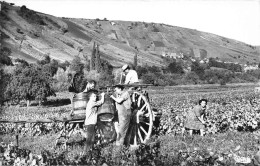 18-CHAVIGNOL- VENDANGES - Andere & Zonder Classificatie