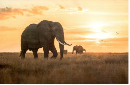 Carte Double IFAW Etre Au Contact De La Nature... - éléphants - Ref 23NA1F-2 - Éléphants