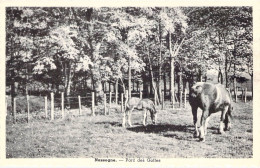 BELGIQUE - NASSOGNE - Parc Des Goffes - Edit Bernard Rousseau - Carte Postale Ancienne - Nassogne