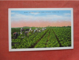Celery  At Palmer Farms.  Sarasota  Florida > Sarasota      Ref 6052 - Sarasota