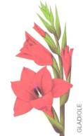 Germany:Used Phonecard, T, 12 DEM, Flower, Gladiolus, 1998 - P & PD-Series: Schalterkarten Der Dt. Telekom