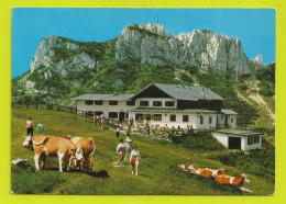 Allemagne STEINLINGALM Mit Kampenwand Bayerische Alpen Beau Troupeau De Vaches VOIR DOS - Chiemgauer Alpen