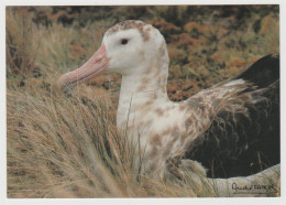 984 - Terres Australes Et Antartiques Françaises / Photo André FATRAS : Grand Albatros D'Amsterdam. - TAAF : Terres Australes Antarctiques Françaises