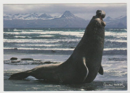 984 - Terres Australes Et Antartiques Françaises / Photo André FATRAS : Eléphant De Mer Mâle.. - TAAF : Territori Francesi Meridionali