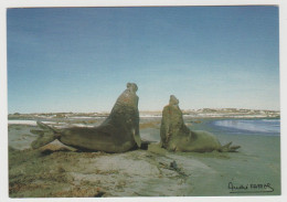 984 - Terres Australes Et Antartiques Françaises / Photo André FATRAS : Combat éléphants De Mer. - TAAF : Franz. Süd- Und Antarktisgebiete