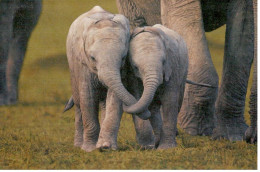 Carte Double IFAW La Cohabitation Harmonieuse Des Animaux Et Des Hommes - éléphanteaux - Ref 22NA1F-1 - Éléphants